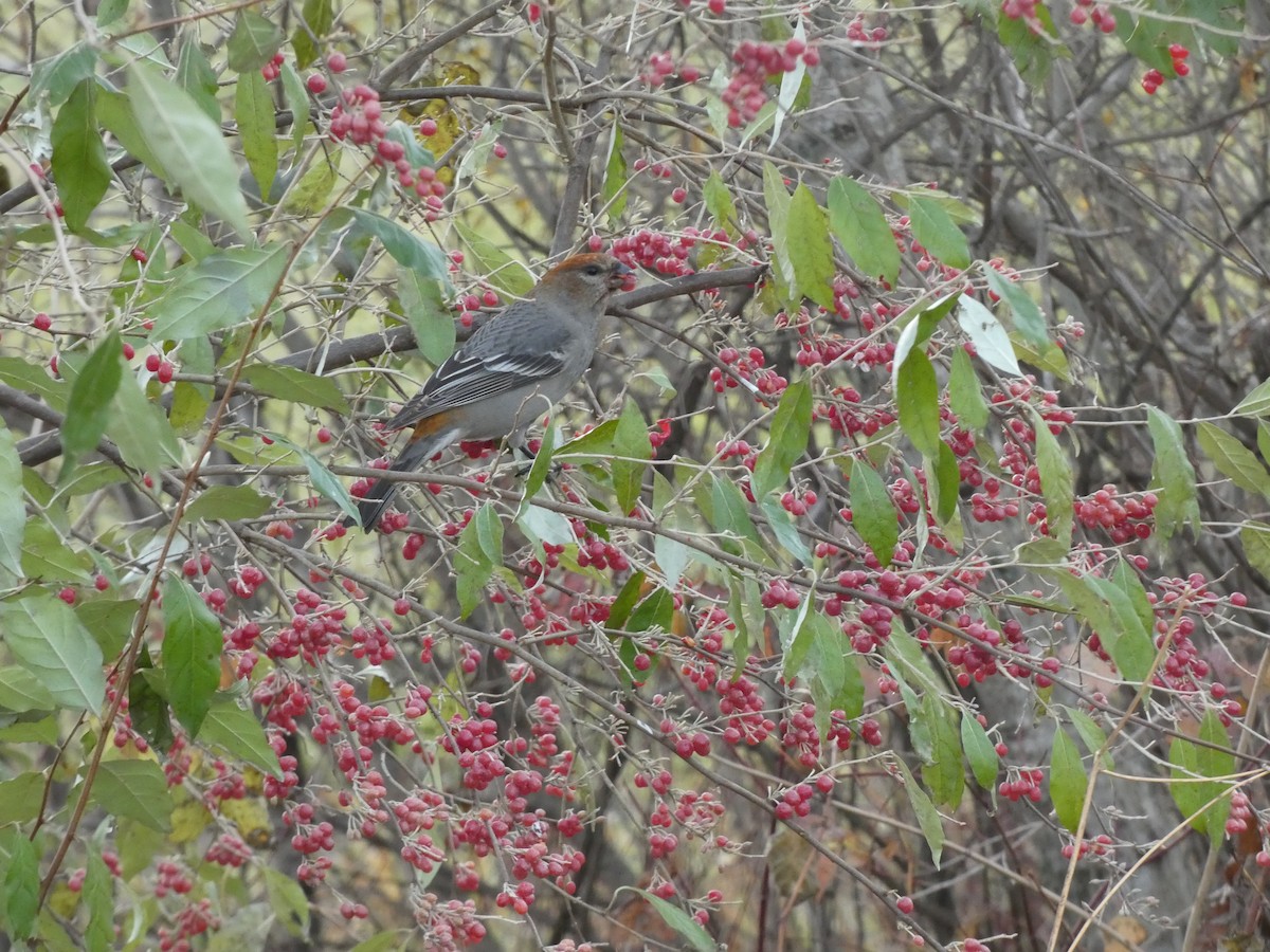 hýl křivčí - ML645466510