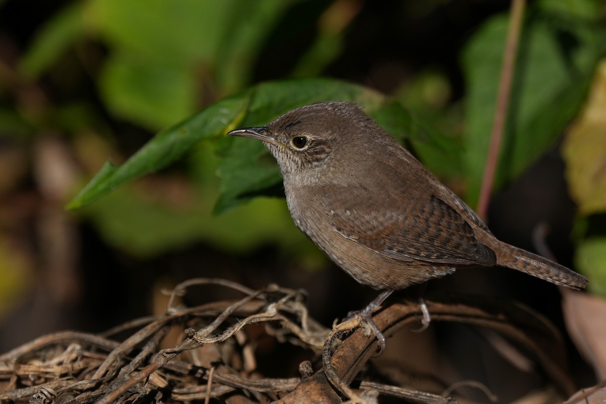 Northern House Wren - ML645466511