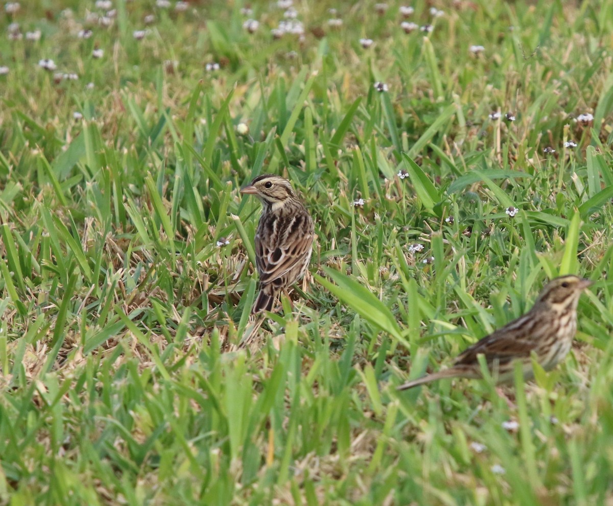 Savannah Sparrow - ML645466516