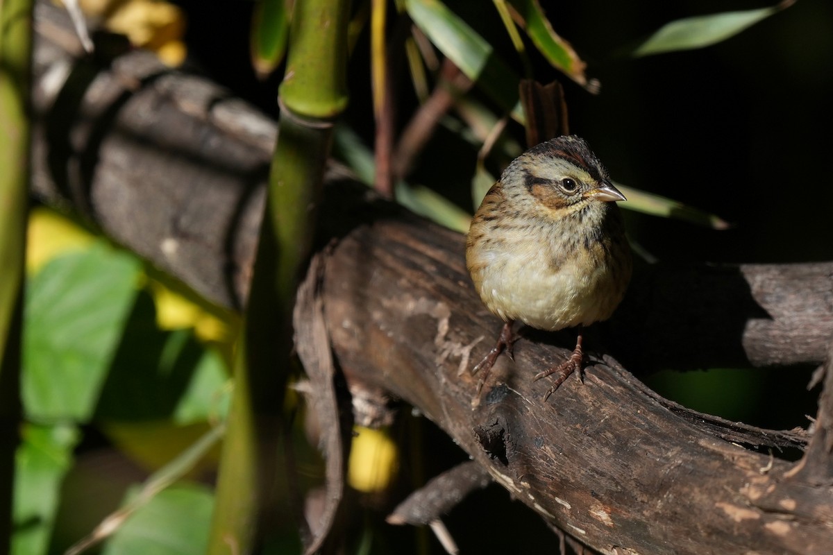 Lincoln's/Swamp Sparrow - ML645466518