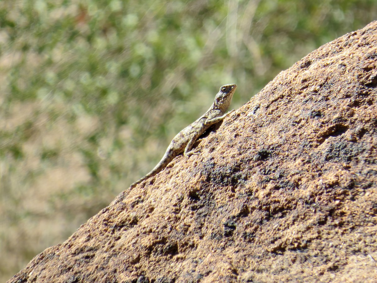 Kalahari Ground Gecko - ML645466520