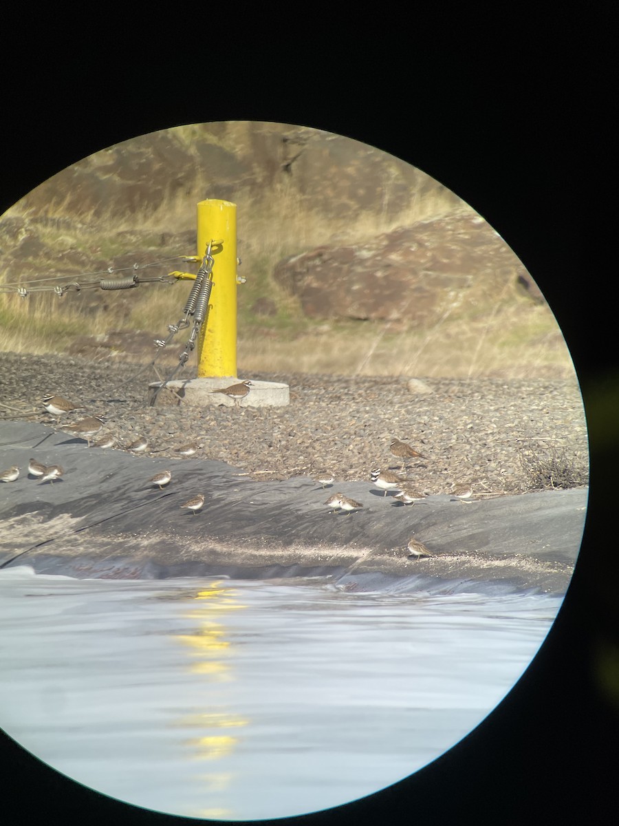 Least Sandpiper - ML645466526