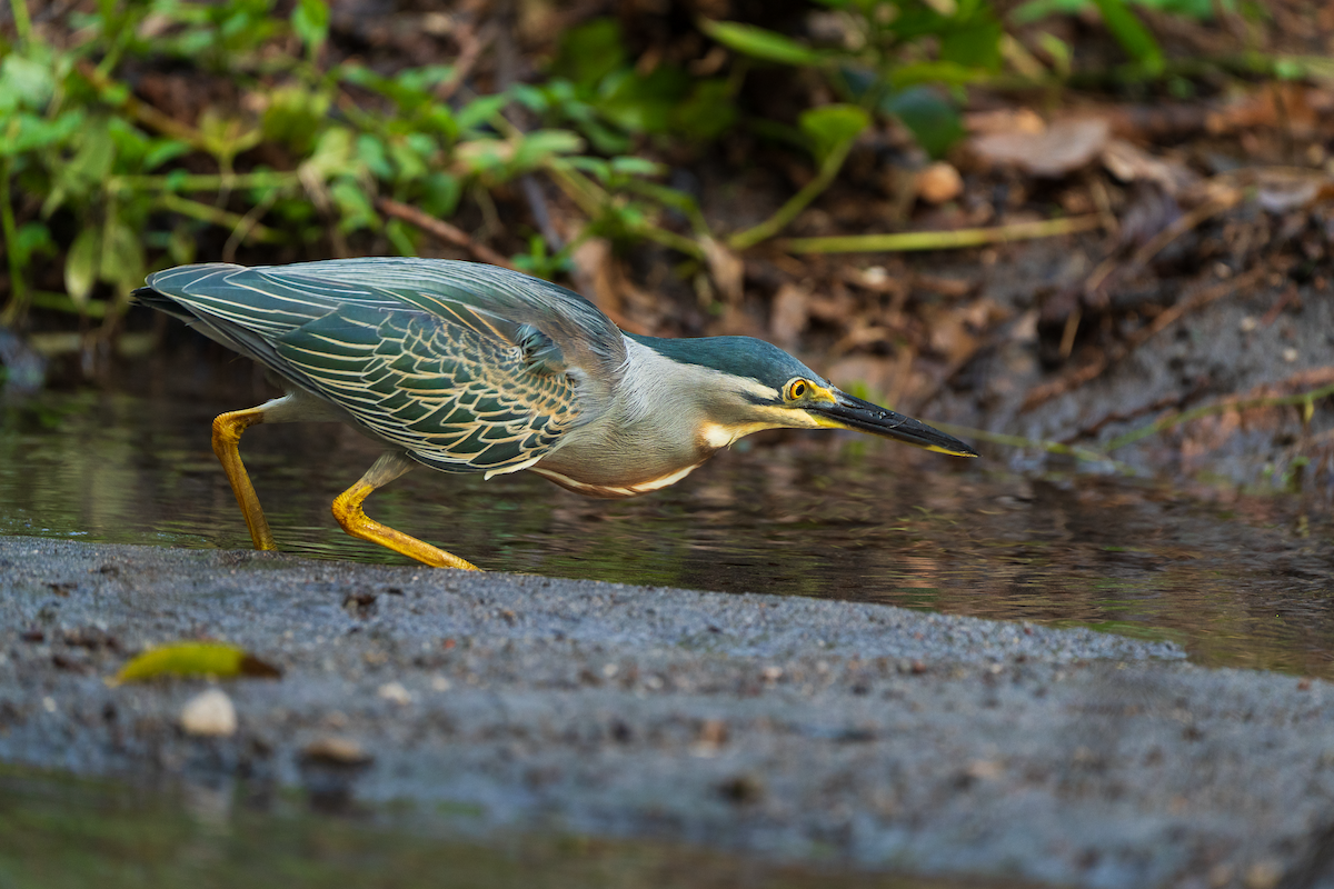 Striated Heron - ML645466544