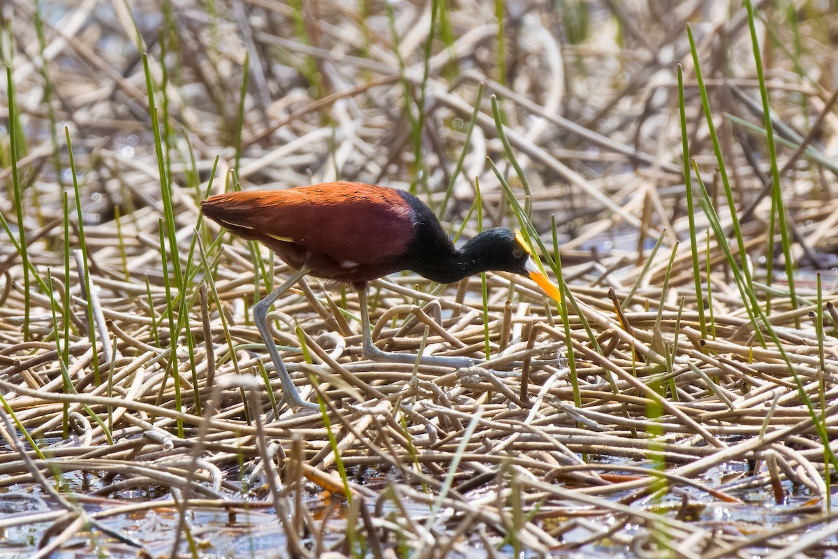 Northern Jacana - ML645466549
