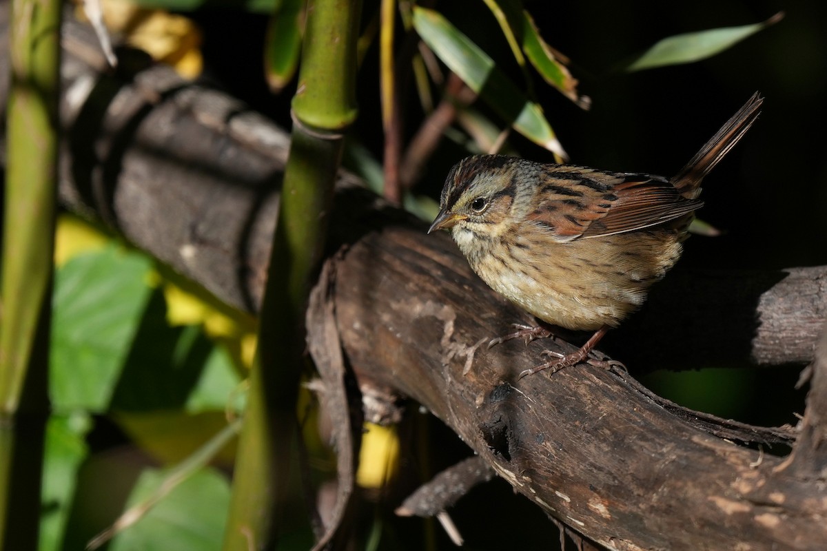 Lincoln's/Swamp Sparrow - ML645466550