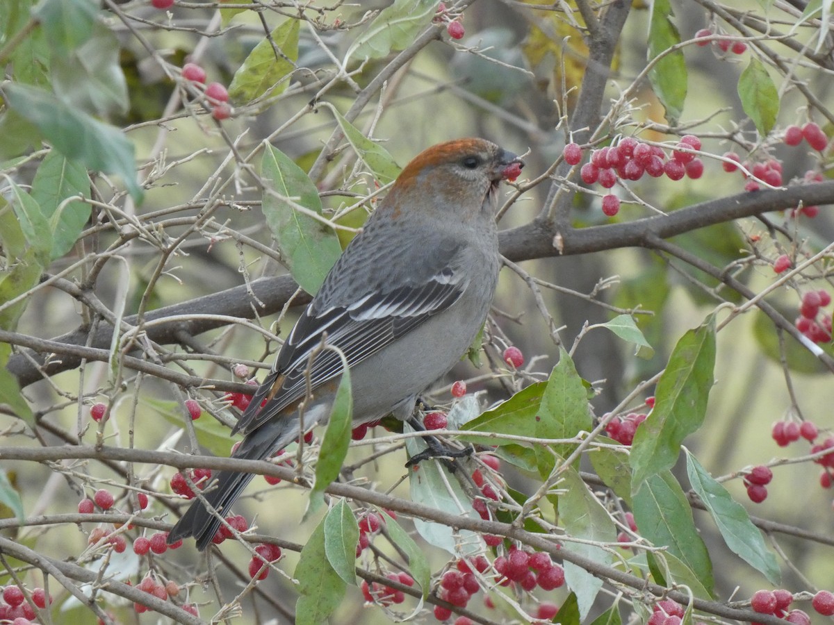 hýl křivčí - ML645466573