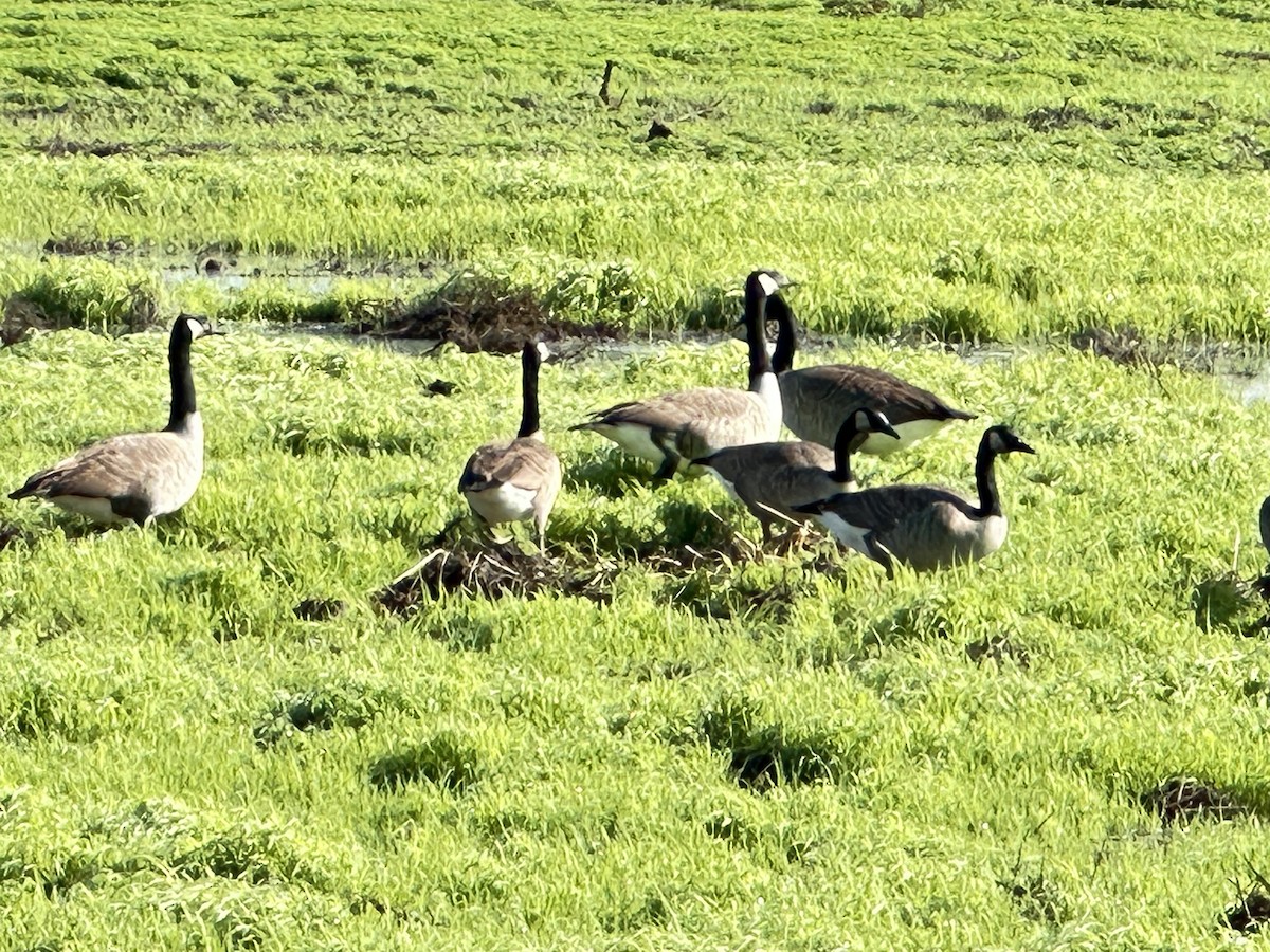 Oca canadese maggiore - ML645466604