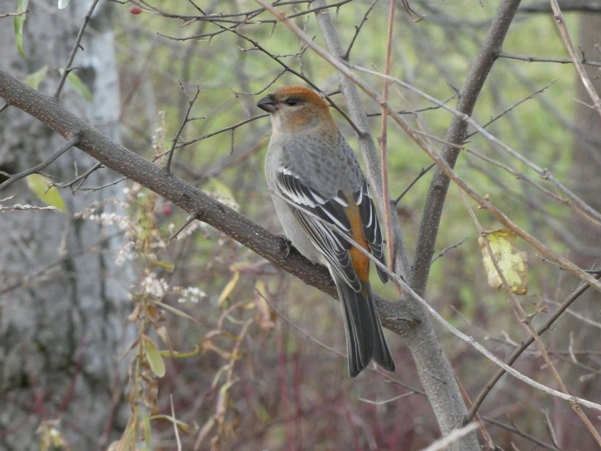 hýl křivčí - ML645466608