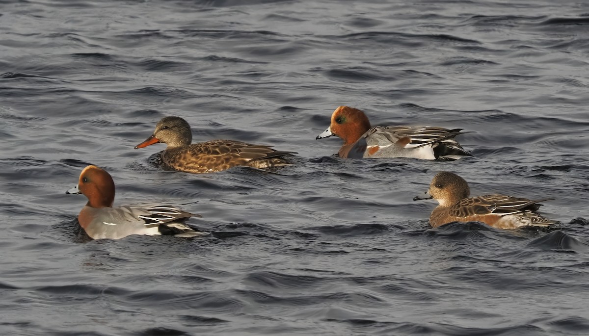 Gadwall - ML645466613