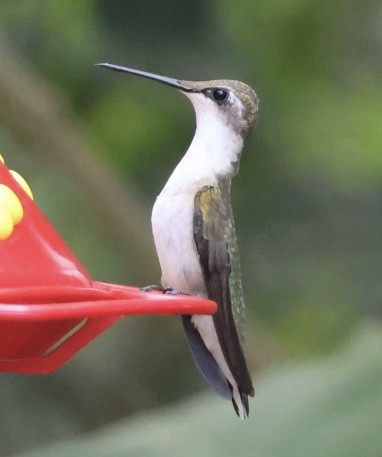 Рубиновогорлый колибри - ML645466614