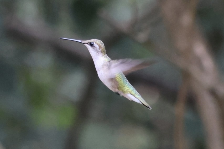 Рубиновогорлый колибри - ML645466615