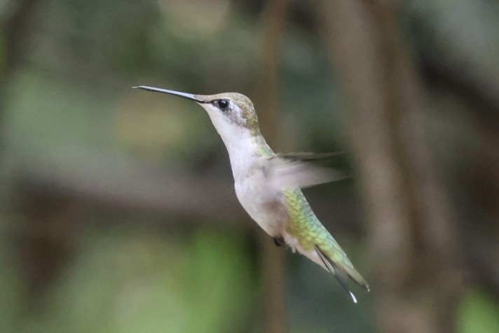 Рубиновогорлый колибри - ML645466616