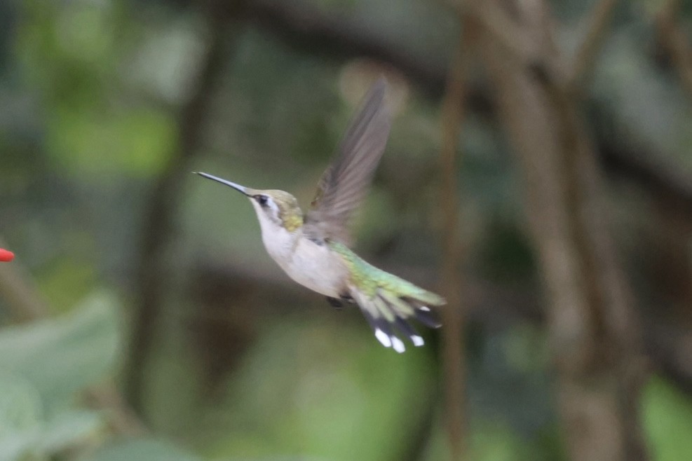 Рубиновогорлый колибри - ML645466617