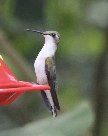 Рубиновогорлый колибри - ML645466618