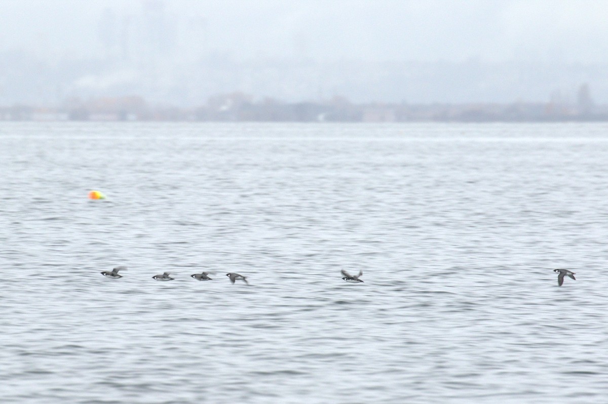 Ancient Murrelet - ML645466622