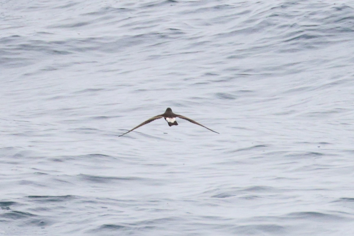 Townsend's Storm-Petrel - ML645466624