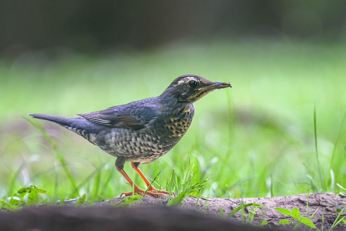 Siberian Thrush - ML645466628