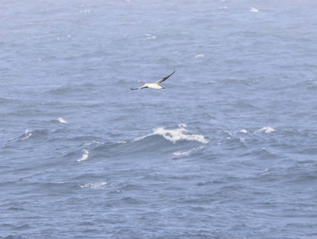 Cape Gannet - ML645466633