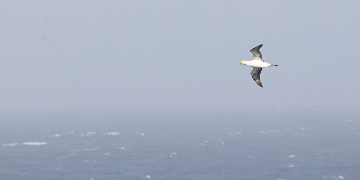 Cape Gannet - ML645466636