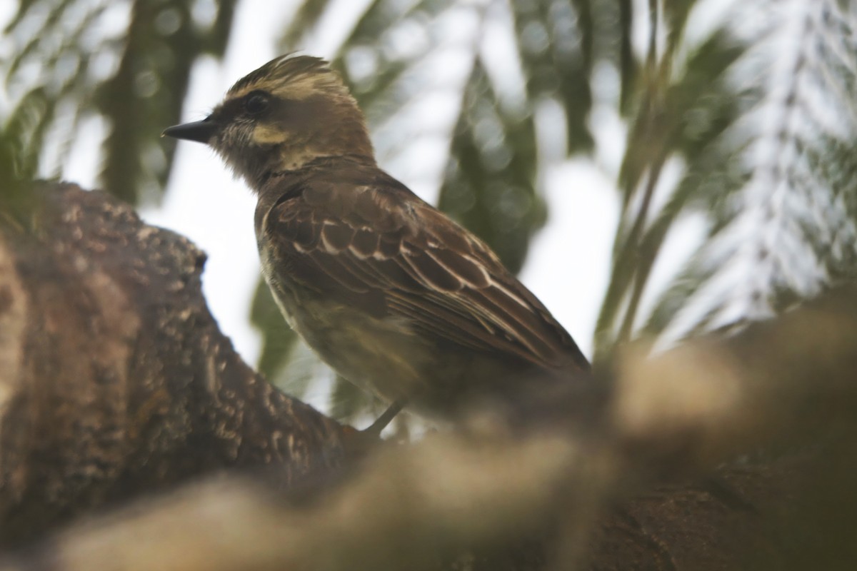 Variegated Flycatcher - ML645466646