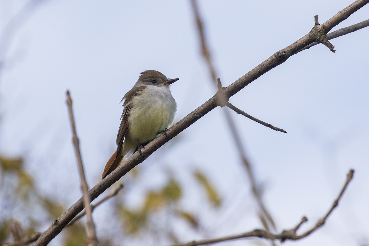 ハイノドヒタキモドキ - ML645466647