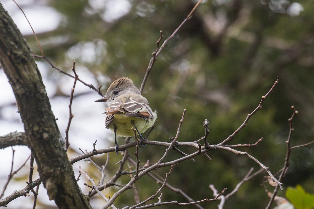 ハイノドヒタキモドキ - ML645466648