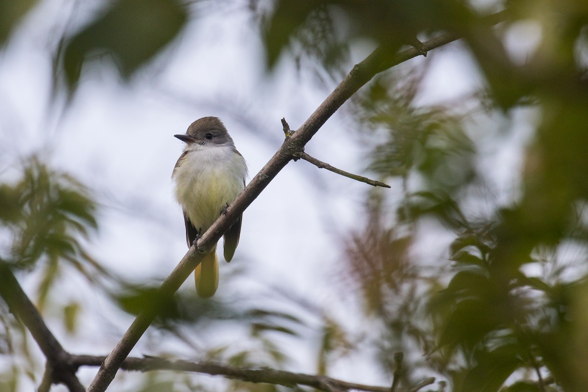 ハイノドヒタキモドキ - ML645466649