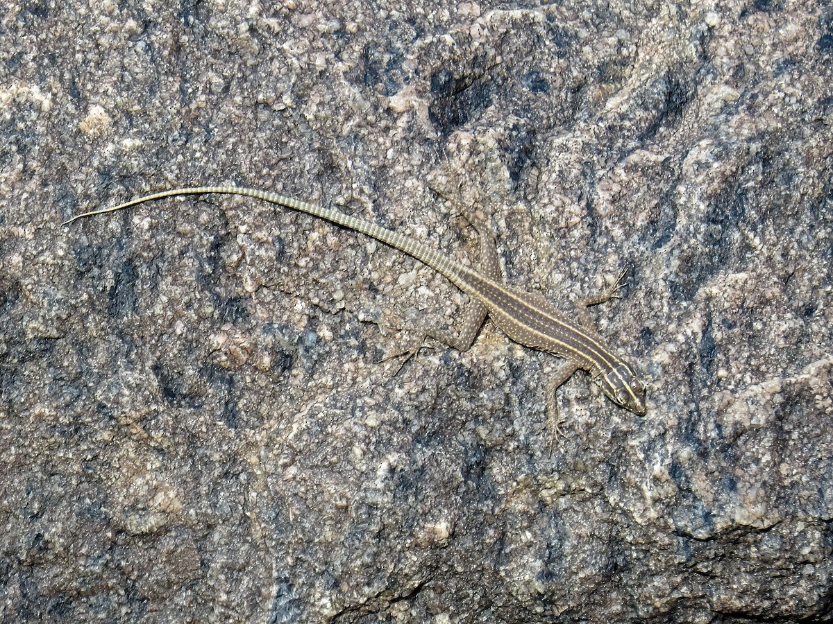 Augrabies flat lizard - ML645466651