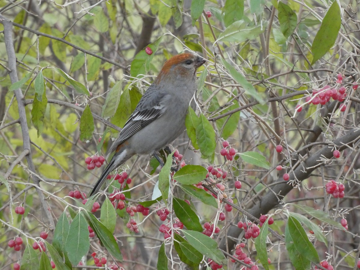 hýl křivčí - ML645466653