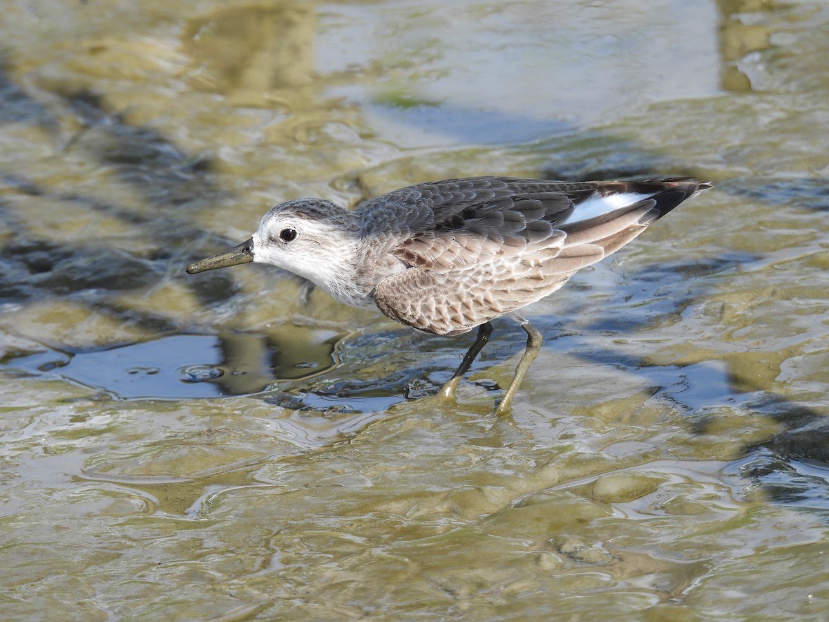 Semipalmated Sandpiper - ML645466654
