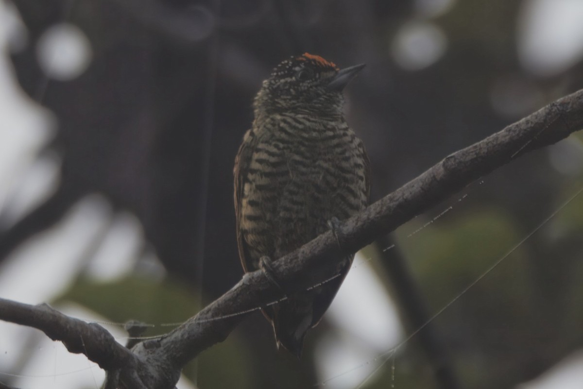 Golden-spangled Piculet - ML645466661