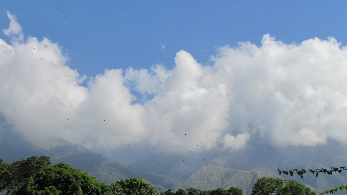 Black Vulture - ML645466664