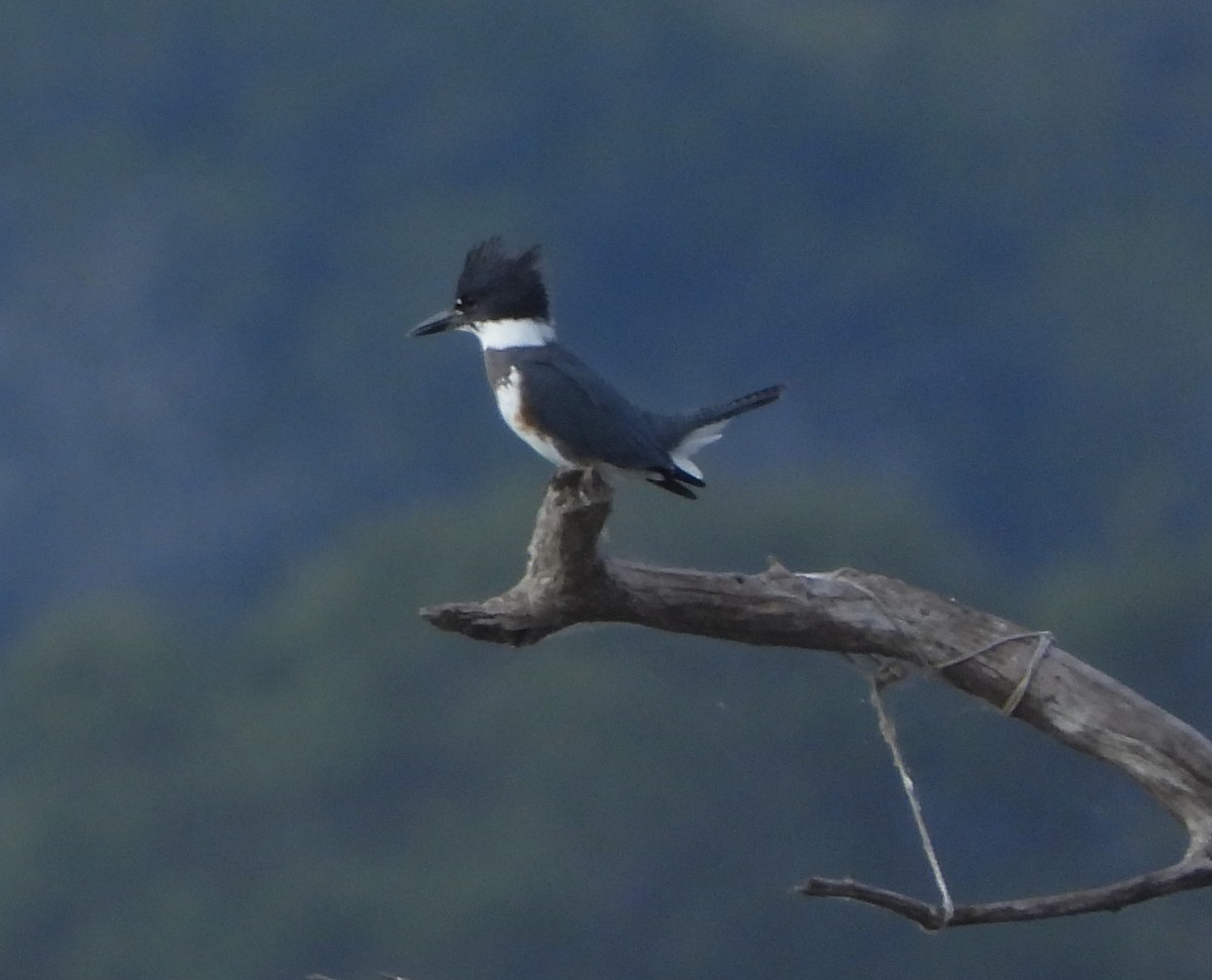 שלדג אמריקני - ML645466667
