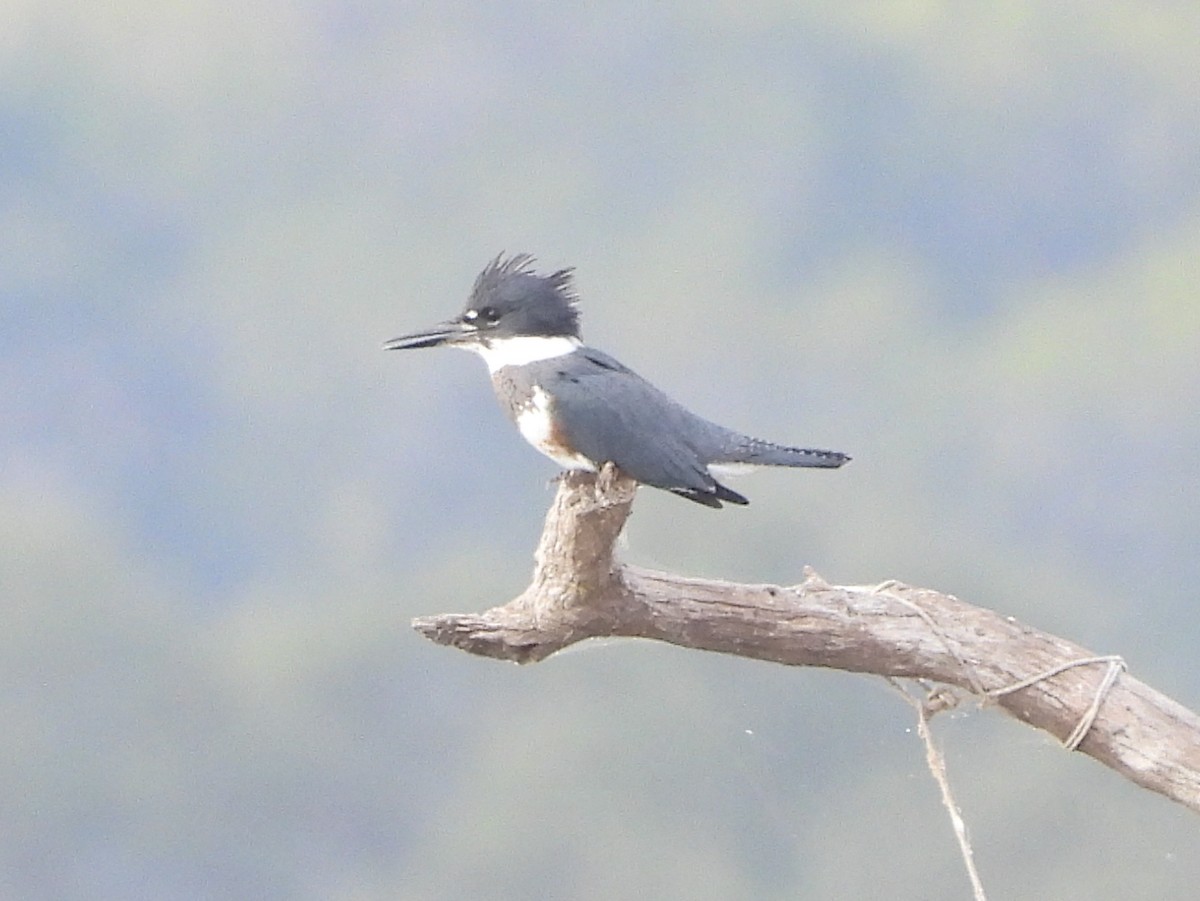 שלדג אמריקני - ML645466668