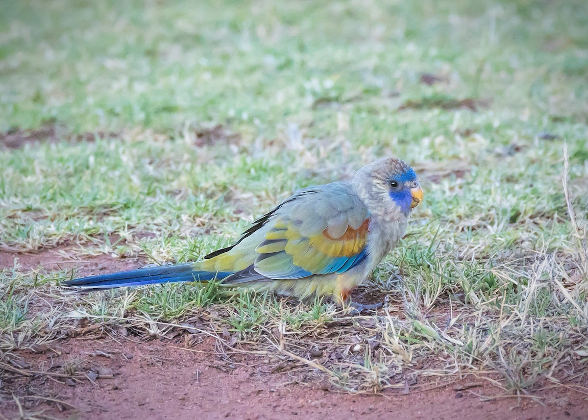 ハナガサインコ - ML645466676