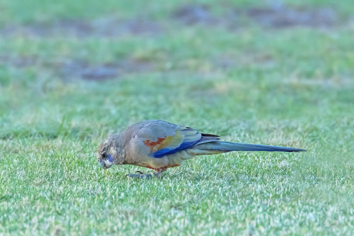 ハナガサインコ - ML645466680