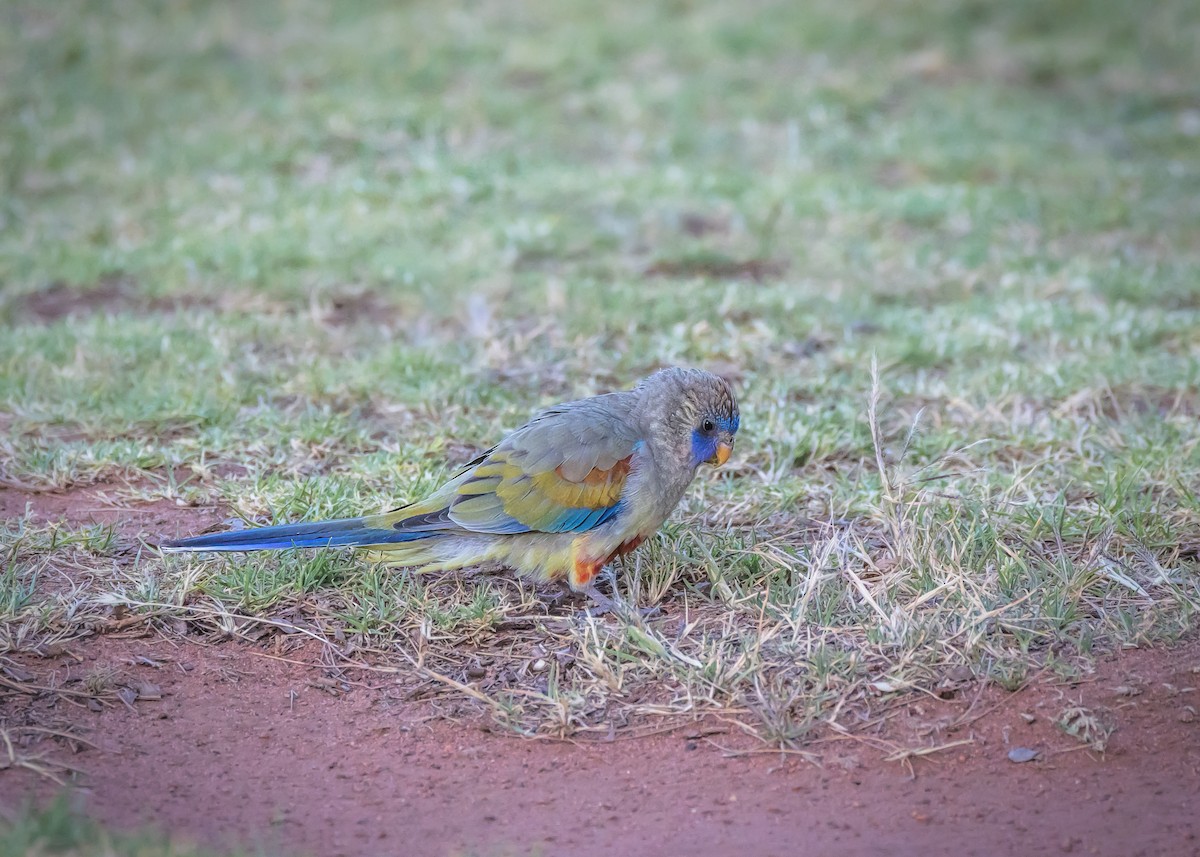 ハナガサインコ - ML645466681