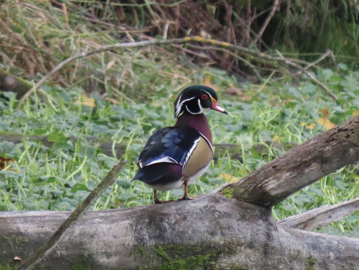 Wood Duck - ML645466682