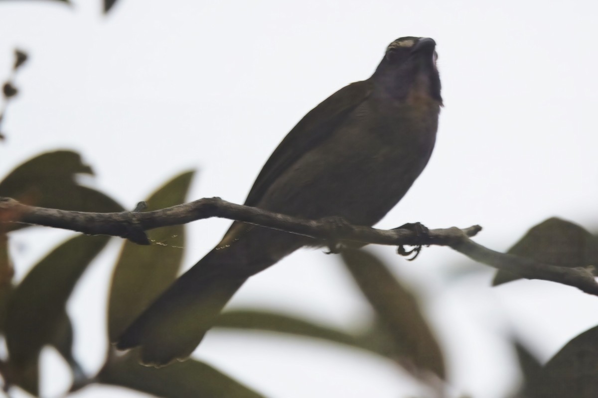 Buff-throated Saltator - ML645466685