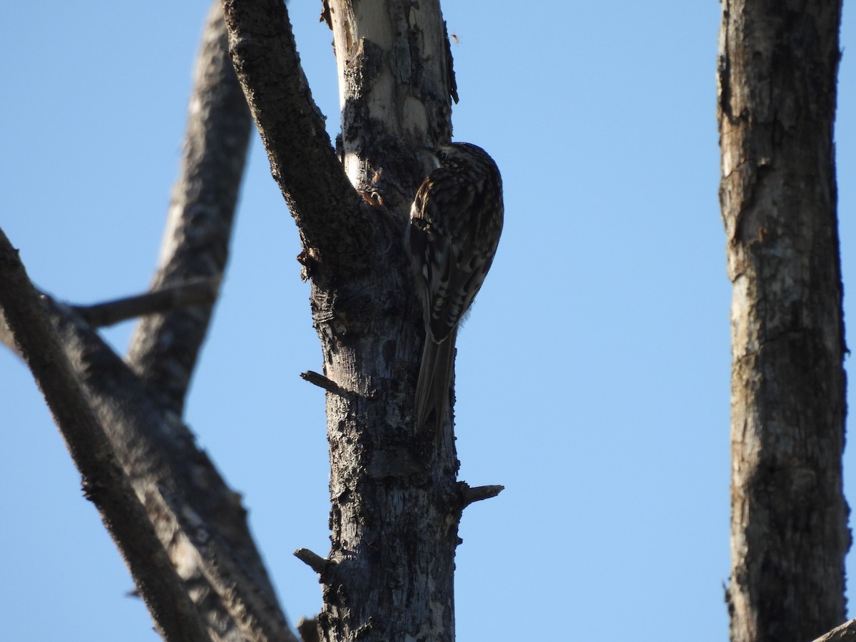 šoupálek americký - ML645466687