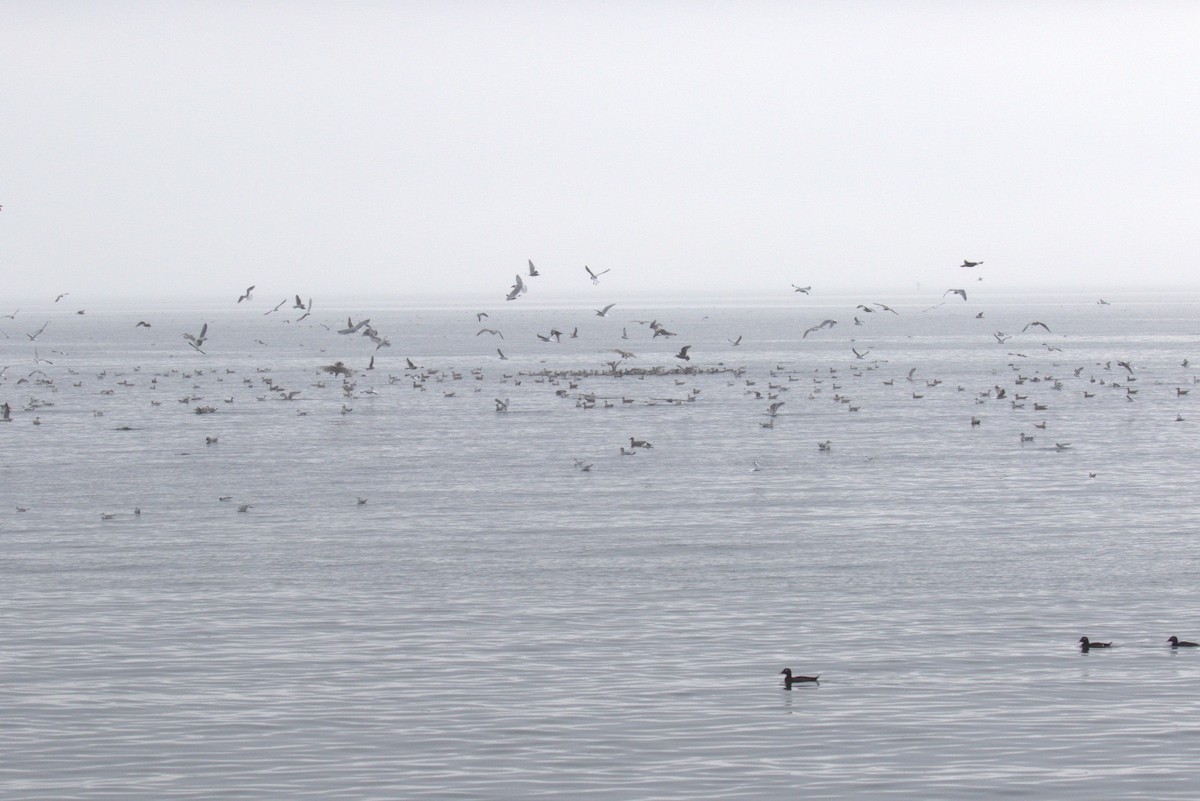 White-winged Scoter - ML645466688