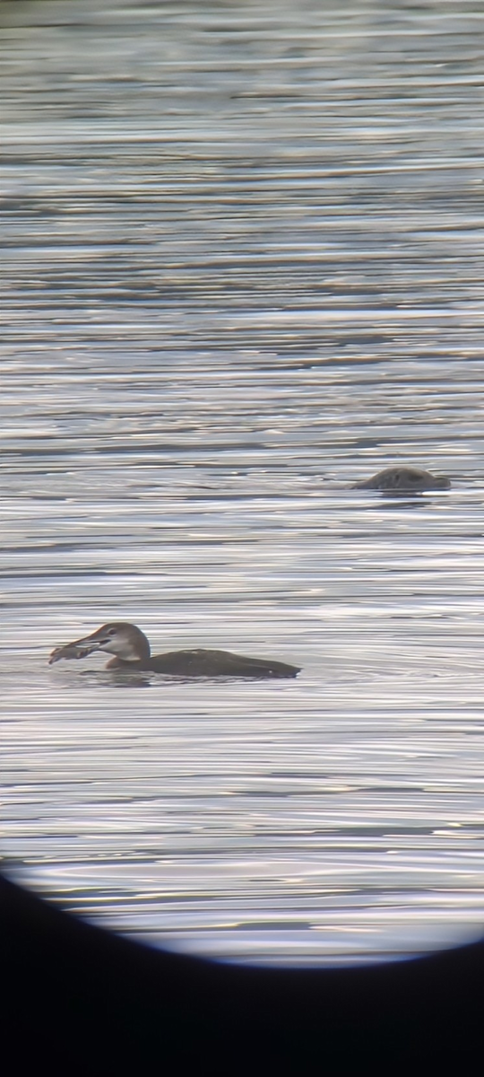 Harbor Seal - ML645466689