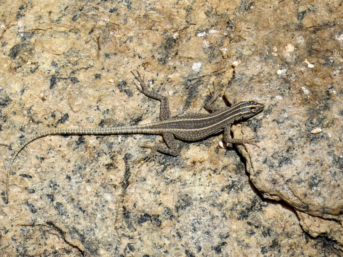 Augrabies flat lizard - ML645466690