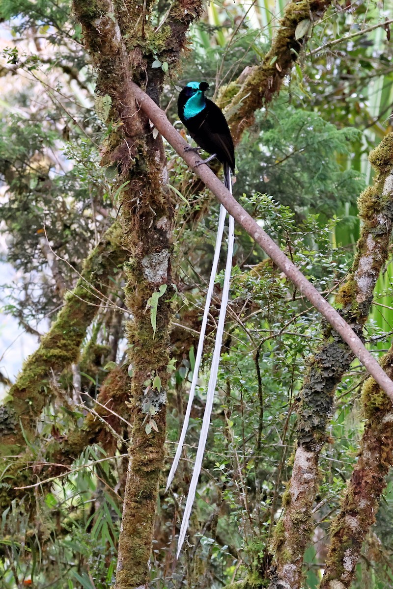 オジロオナガフウチョウ - ML645466691