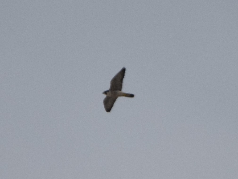 Peregrine Falcon - ML645466692