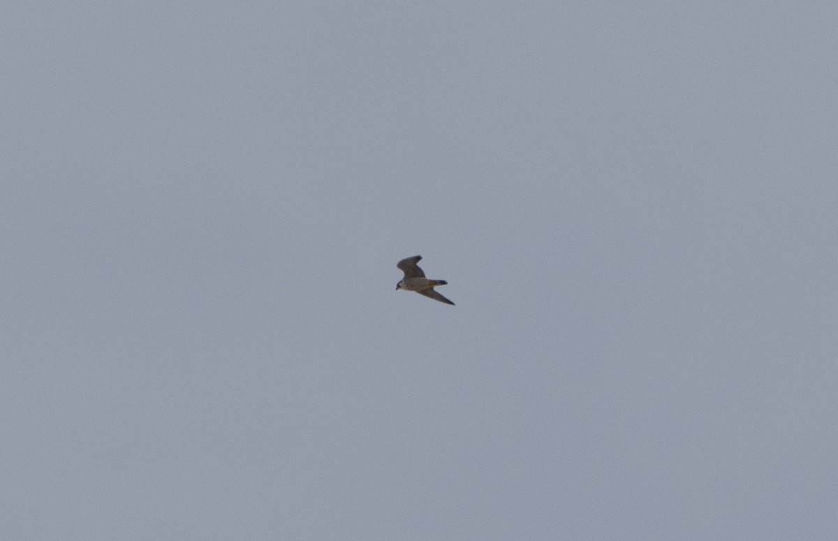 Peregrine Falcon - ML645466693