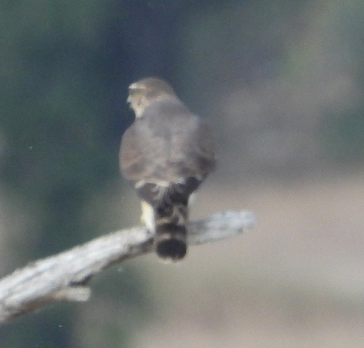 コチョウゲンボウ - ML645466695