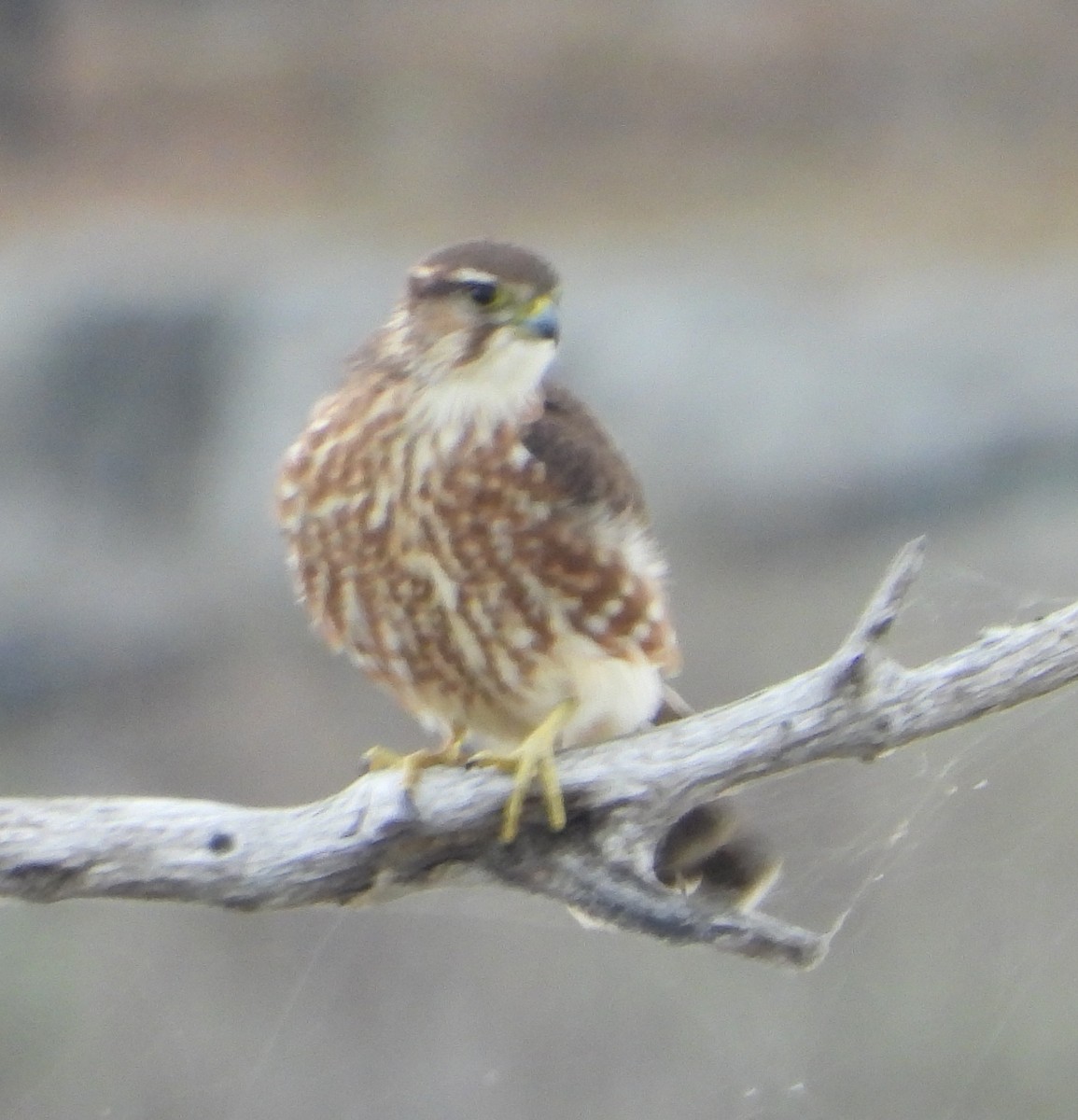 コチョウゲンボウ - ML645466696