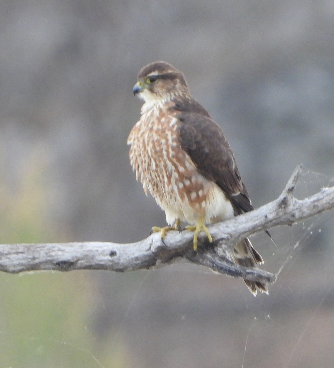 コチョウゲンボウ - ML645466697