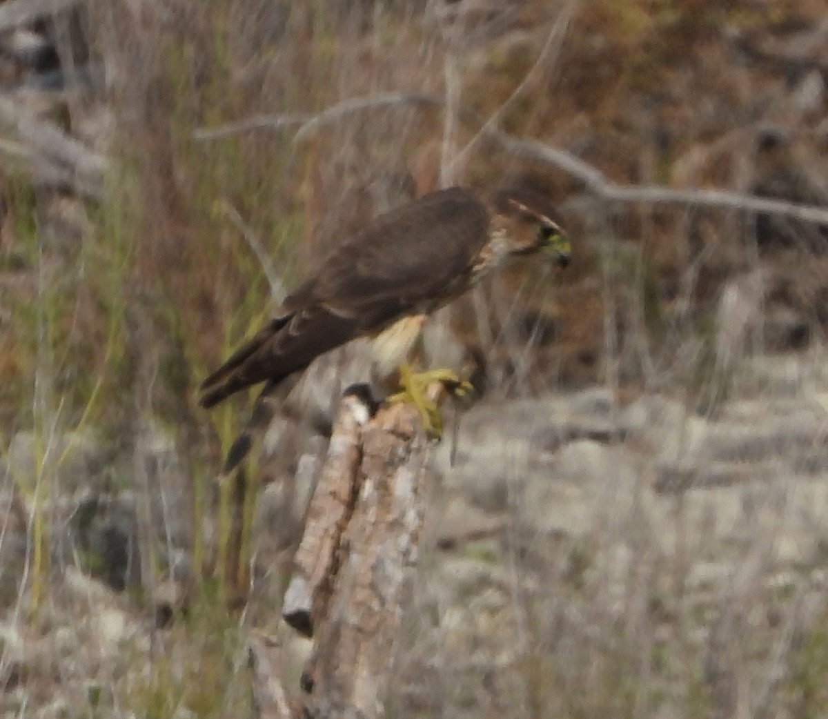 コチョウゲンボウ - ML645466698